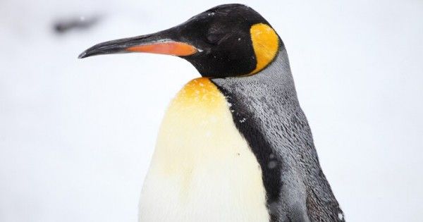 Penguin menggunakan burung dapat berenang 8 Burung