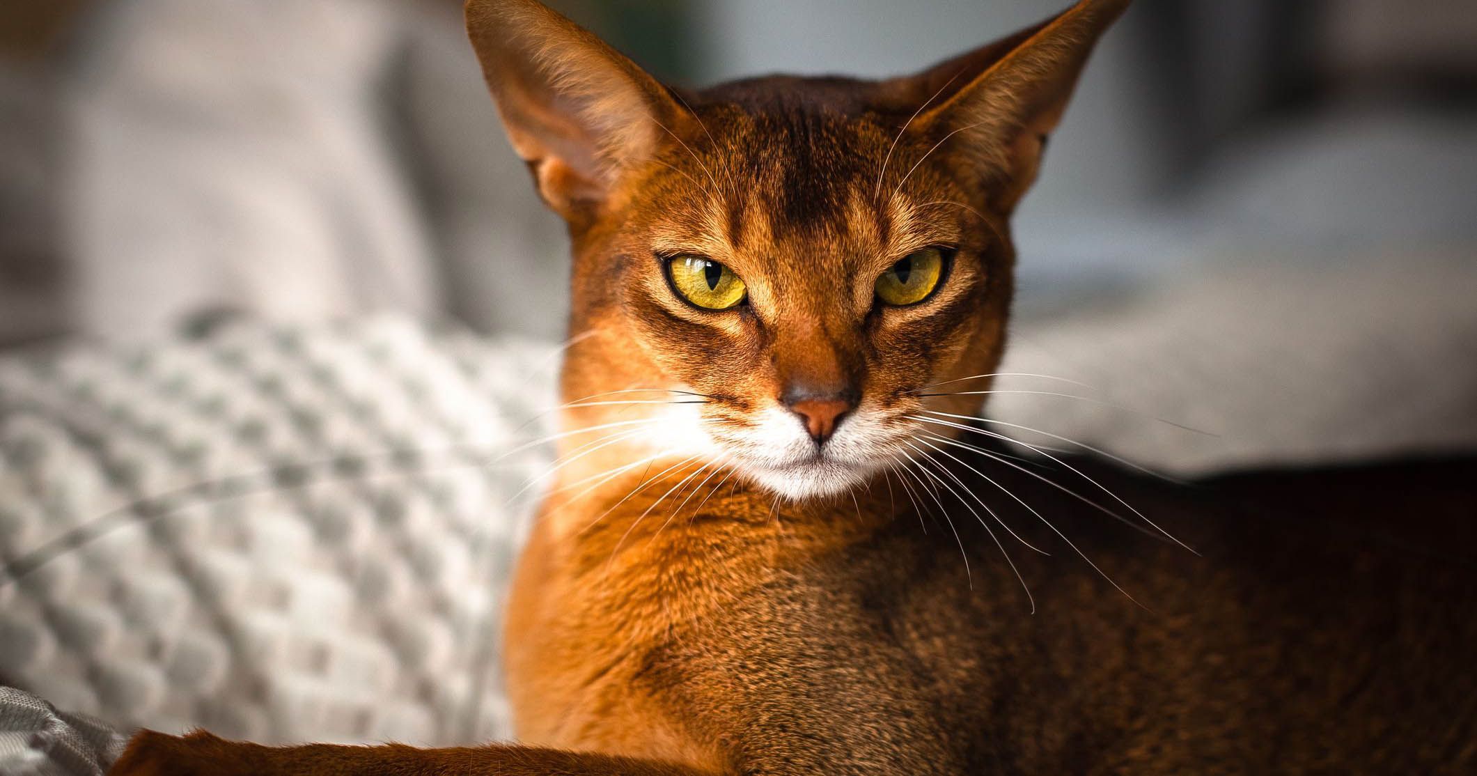 1. Kucing Abyssinian