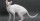 15. Kucing Cornish Rex