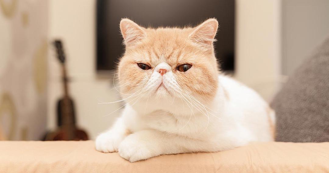19. Kucing Exotic Shorthair