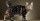 2. Kucing American Bobtail