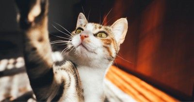 7 Alasan Kucing Menjadi Hewan Kesayangan Rasulullah SAW