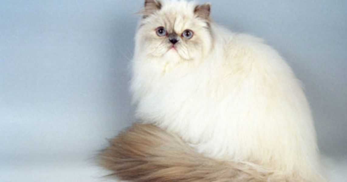 21. Kucing Himalaya