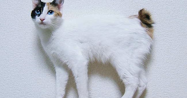 22. Kucing Japanese Bobtail