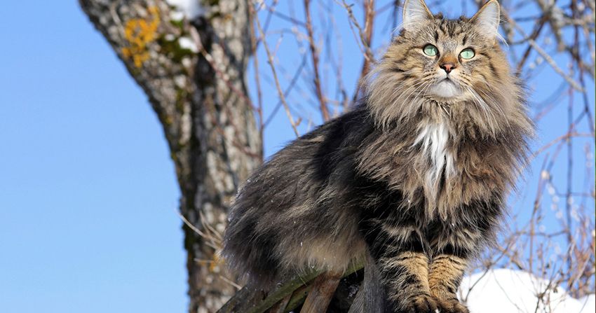 28. Kucing Norwegian Forest