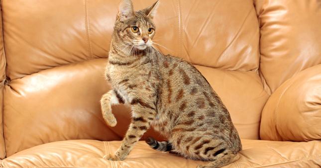 36. Kucing Savannah