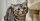 4. Kucing American Shorthair