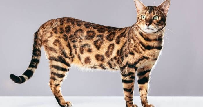 8. Kucing Bengal