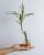 2. Lucky bamboo dapat menyeimbangkan unsur yin yang