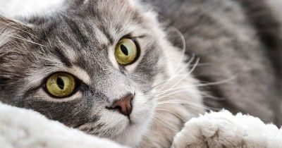 700 Nama Kucing Betina Lucu Inisial A-Z, Punya Makna Tersendiri
