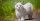 10 Jenis Kucing Kaki Pendek, Lucu Menggemaskan