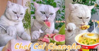 10 Video Lucu ChangAn, Chef Kucing Jago Masak