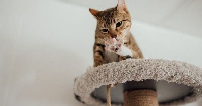 5 Cara Melatih Kucing Buang Air di Pasir