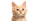 250 Nama Kucing Betina Korea Inisial A-M Beserta Artinya