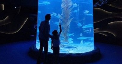 Liburan Sekolah Jakarta Aquarium, Rasakan Wisata Akuarium Indoor