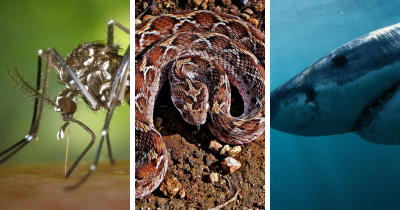 Hati-Hati! Inilah 12 Hewan yang Paling Berbahaya di Dunia