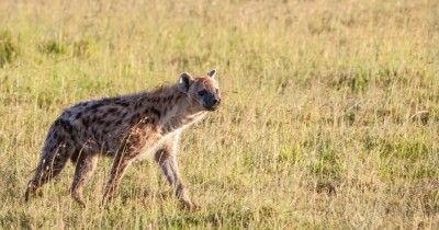 7 Fakta Seputar Hyena, Predator Buas Bisa "Tertawa"