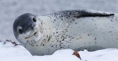 10 Binatang yang Hidup di Kutub Selatan, Kuat Menahan Dingin