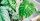2. Tanaman Philodendron