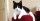 3. Kucing bernama Merlin memecahkan rekor dunia suara mendengkur paling keras