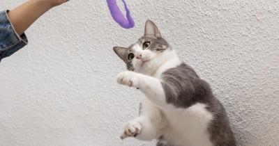 6 Cara Melatih Kucing Berdiri, Harus Lembut Sabar