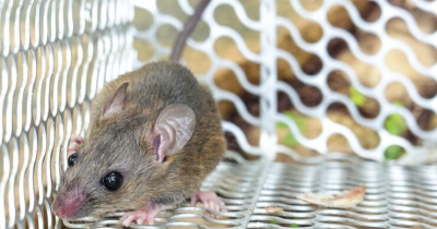 15 Cara Mengusir Tikus Membandel Rumah Tanpa Racun, Ampuh