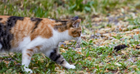6 Alasan Kucing Suka Memainkan Mangsanya Sampai Mati