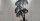 5. Lukisan Pohon Pinus Avalokitesvara