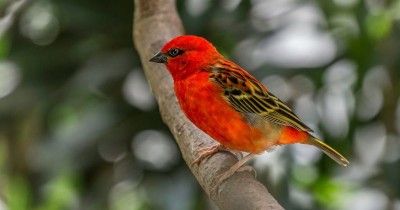 500 Nama Burung yang Bagus dan Hoki Inisial A-Z Beserta Artinya