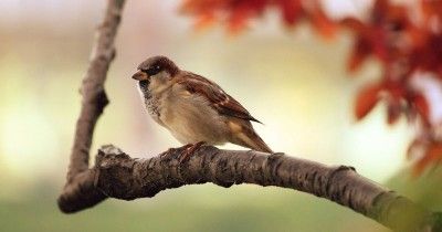 500 Nama Burung Bagus Inisial A-M Beserta Artinya