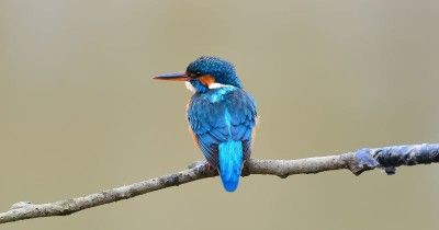 500 Nama Burung yang Bagus Inisial N-Z Beserta Artinya