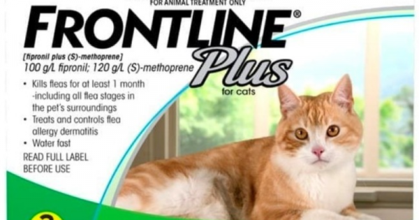 5. Frontline Cat