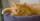 19. Nama kucing betina mudah diingat inisial S
