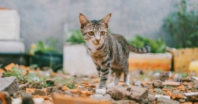 226 Ide Nama Kucing Pembawa Rezeki Inisial N-Z Beserta Artinya