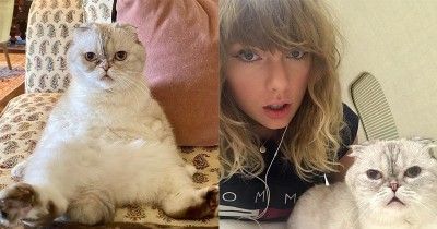 8 Foto Akrab Taylor Swift Kucingnya, Hewan Peliharaan Terkaya