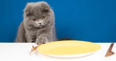 5 Alasan Kucing Tidak Mau Makan, Jangan Dibiarkan Lapar
