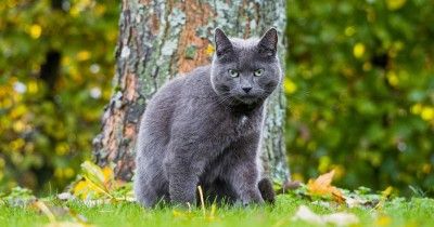250 Nama Kucing Lucu Korea Inisial A-M, Unik Banget