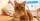 250 Nama Kucing Lucu Korea Inisial N-Y, Pu Arti Bagus
