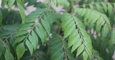 Jarang Diketahui, Ini 5 Manfaat Daun Kari Ibu Hamil