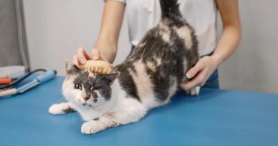 Jangan Asal Pitas, Begini Fakta Kutu Kucing bagi Kesehatan