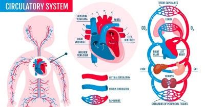 Mengenalkan Anak Bagian-Bagian Jantung Jenis Pembuluh Darah