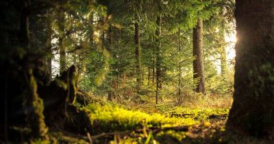 Apa Itu Hutan Konservasi? Pengertian, Fungsi, dan Jenisnya