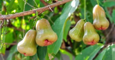 Bisa Mencegah Sembelit, Ini 8 Manfaat Jambu Air Ibu Hamil