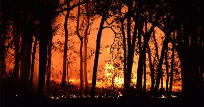 6 Fakta Kebakaran Hutan di Kanada, Bikin Kualitas Udara Buruk 