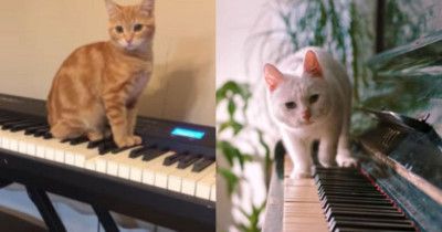 12 Foto Lucu Kucing Main Piano, Unik dan Bikin Gemas